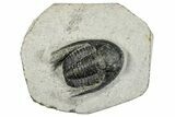 Bargian, Diademaproetus Trilobite Fossil - Morocco #271905-2